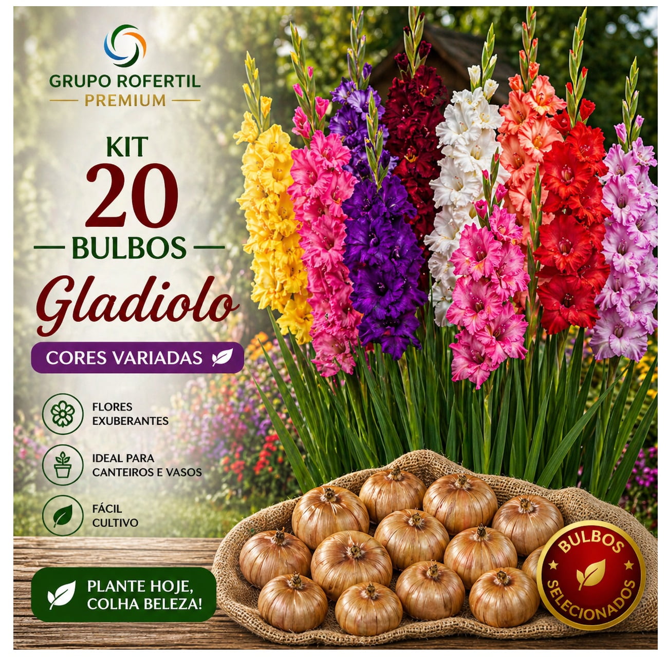 Kit 20 Bulbos de Gladiolo Cores Sortidas Flores Ornamentais Para Jardim
